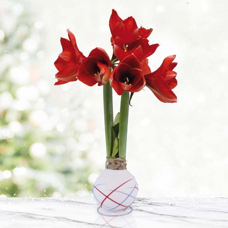 Sparkler Amaryllis Flower Bulb