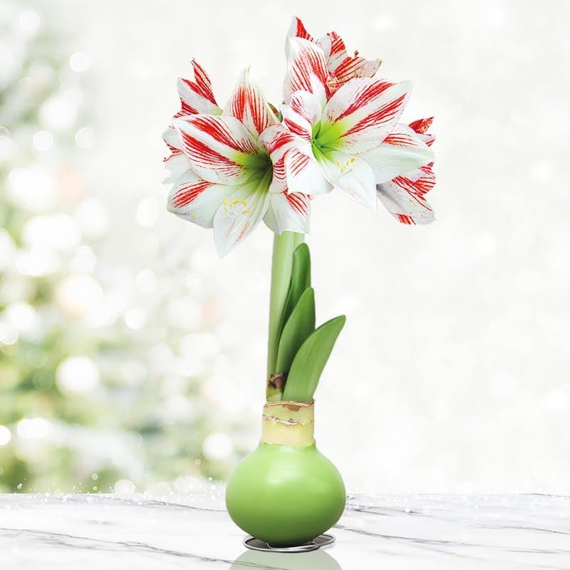 Lollipop Amaryllis Flower Bulb