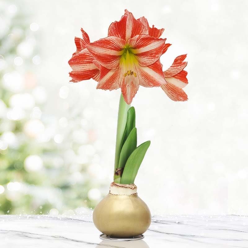 Rejoice Amaryllis Flower Bulb