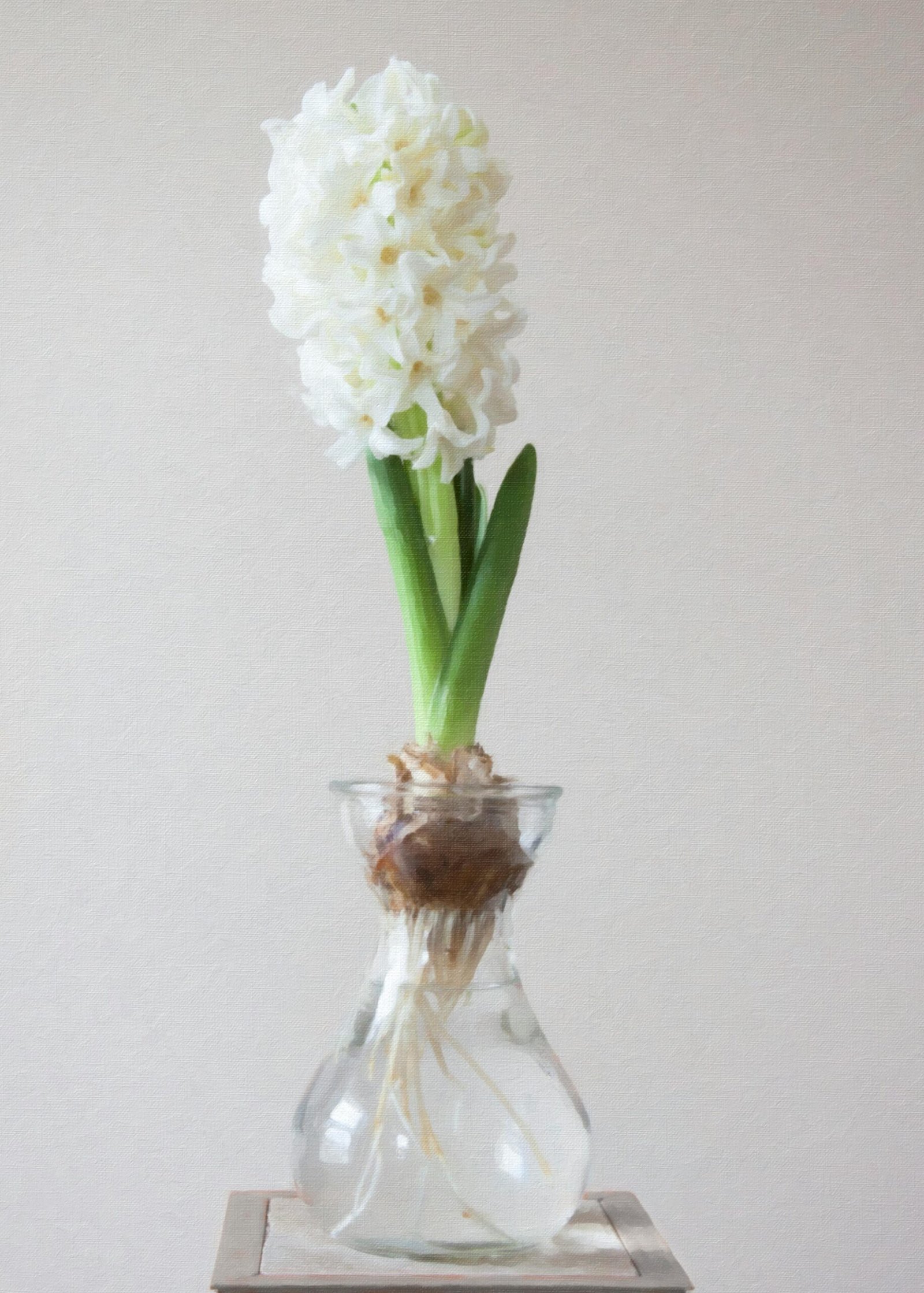 A blooming white hyacinth growing in water from a bulb placed in a clear glass vase.